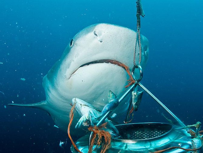 Tým českých potápěčů natáčel a fotil žraloky v jižní Africe bez jakékoli ochrany