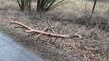 Orkán Sabine zanechal své stopy také na Kokořínsku. Polámané stromy u silnice jsou toho důkazem. Naštěstí zde prozatím nedošlo k žádné dopravní nehodě.