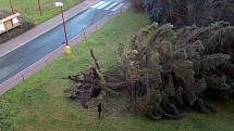 Na Kojetické v Neratovicích padly už tři stromy.