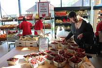 Na jahody do Vraňan se každý rok vydávají tisíce zájemců.