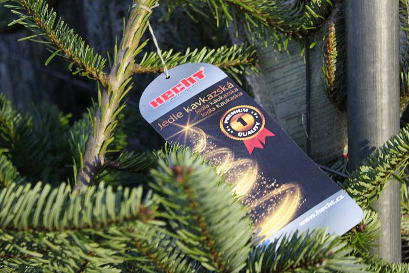 Prodejna Hecht jako první zahájíia prodej vánočních stromků - už minulý týden.