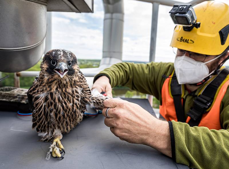 EXTERNÍ FOTOGRAFIE >>> Zdroj: archiv ORLEN Unipetrol RPA Střední Čechy (31. 5. 2021) – Radostné je letos počítání mláďat sokola stěhovavého v areálech chemických závodů na Mělnicku, kde si tito ohrožení dravci oblíbili hnízdění na vysokých komínech zajišť