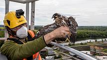 EXTERNÍ FOTOGRAFIE >>> Zdroj: archiv ORLEN Unipetrol RPA Střední Čechy (31. 5. 2021) – Radostné je letos počítání mláďat sokola stěhovavého v areálech chemických závodů na Mělnicku, kde si tito ohrožení dravci oblíbili hnízdění na vysokých komínech zajišť