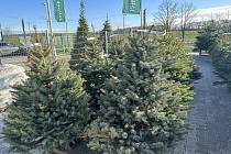 Vánoční dekorace a stromky v Zahradnictví Jelínek ve Veltrusech.