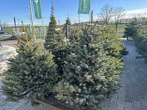 Vánoční dekorace a stromky v Zahradnictví Jelínek ve Veltrusech.