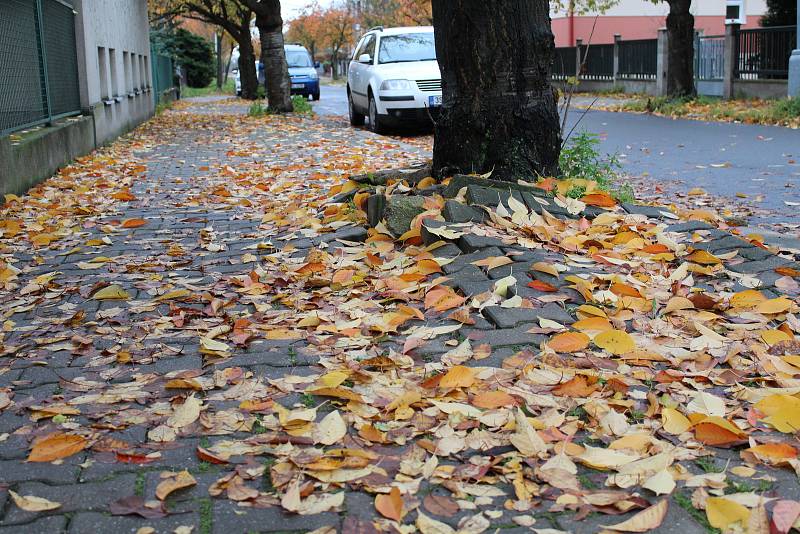 Vedení mělnické radnice nemůže slíbit, že dokáže zachránit všechny sakury ve Fričově ulici.