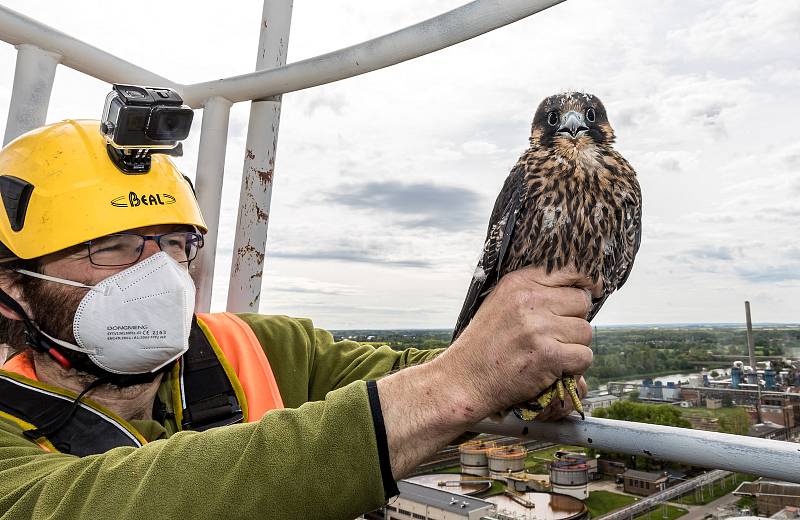 EXTERNÍ FOTOGRAFIE >>> Zdroj: archiv ORLEN Unipetrol RPA Střední Čechy (31. 5. 2021) – Radostné je letos počítání mláďat sokola stěhovavého v areálech chemických závodů na Mělnicku, kde si tito ohrožení dravci oblíbili hnízdění na vysokých komínech zajišť