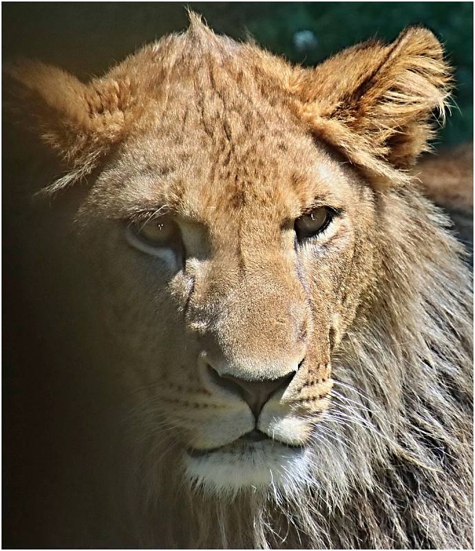 Z výletu do Safari parku Dvůr Králové nad Labem