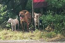 Psi uvázaní u reklamní cedule v Kralupech nad Vltavou