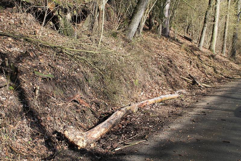 Orkán Sabine zanechal své stopy také na Kokořínsku. Polámané stromy u silnice jsou toho důkazem. Naštěstí zde prozatím nedošlo k žádné dopravní nehodě.