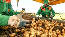 Zahájení sklizně velmi raných brambor představila v pondělí na farmě v Zálezlicích na Mělnicku pěstitelská společnost Hanka Mochov. Na Mělnicku je jednou z pěti či šesti firem, které už na Mělnicku sklízejí letošní brambory – přičemž z pole do obchodu se 