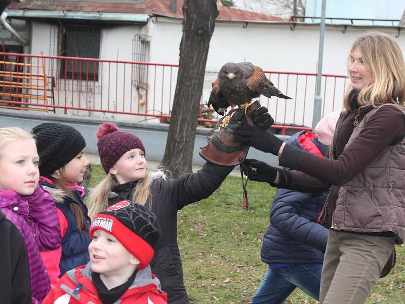 Sokolníci s dravci na zahradě kulturního domu Vltava.