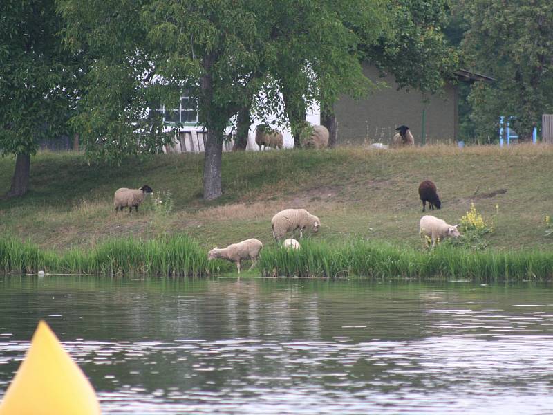 Závody paddleboardech v Neratovicích