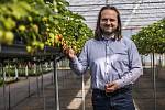 The strawberry season of 2022 begins in Vraňany. Milan Hanč in his kingdom.