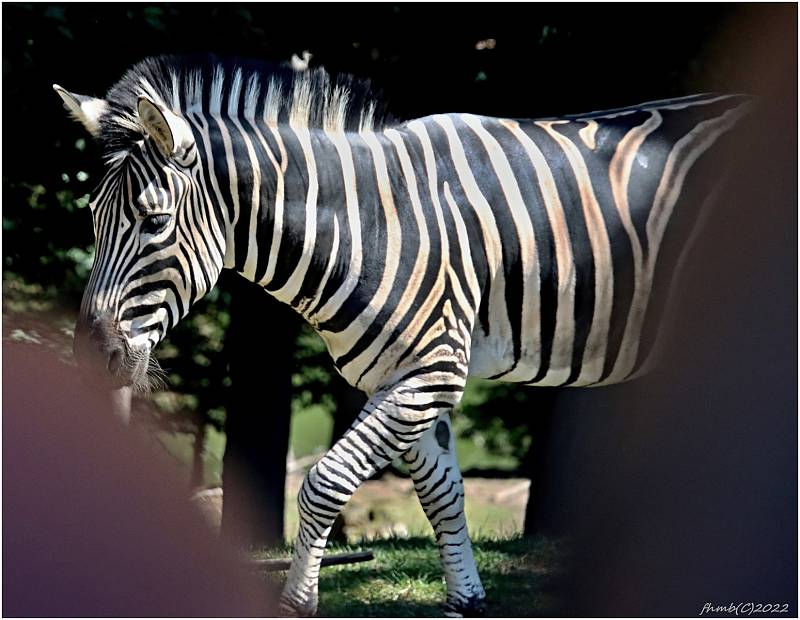 Z výletu do Safari parku Dvůr Králové nad Labem