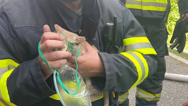Požár rodinného domu v Neratovicích. Kočku nalezenou v hořícím objektu nechali hasiči dýchat kyslík.