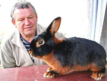 NA VÝSTAVĚ.  Předseda základní organizace chovatelů v Chlumíně obráží výstavy s šesti až devíti tříslovými černými králíky. Na evropské výstavě se ceny nedočkal. V Čechách však se svým chovem slaví větší úspěchy.