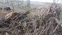 Pondělní vichřice za sebou zanechala popadané stromy také na silnici nedaleko Mšena směrem na Vrátno.