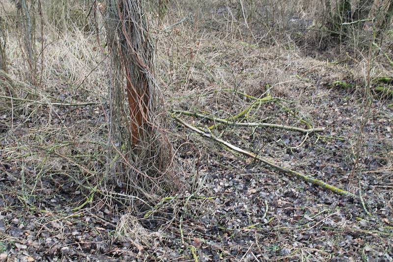 Orkán Sabine zanechal své stopy také na Kokořínsku. Polámané stromy u silnice jsou toho důkazem. Naštěstí zde prozatím nedošlo k žádné dopravní nehodě.