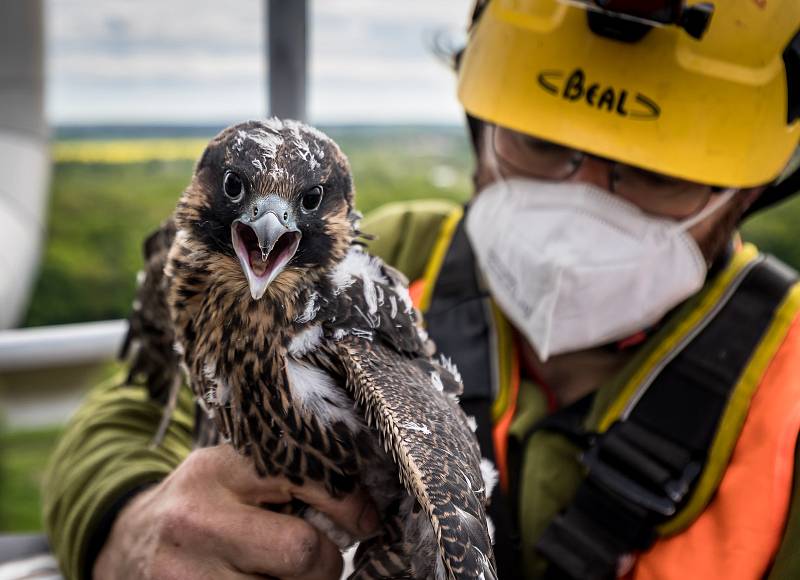 EXTERNÍ FOTOGRAFIE >>> Zdroj: archiv ORLEN Unipetrol RPA Střední Čechy (31. 5. 2021) – Radostné je letos počítání mláďat sokola stěhovavého v areálech chemických závodů na Mělnicku, kde si tito ohrožení dravci oblíbili hnízdění na vysokých komínech zajišť