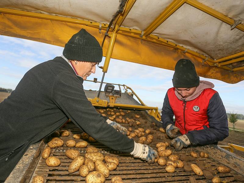 Ze sběru a uskladnění pozdních brambor na farmě v Zálezlicích.