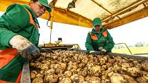 Zahájení sklizně velmi raných brambor představila v pondělí na farmě v Zálezlicích na Mělnicku pěstitelská společnost Hanka Mochov. Na Mělnicku je jednou z pěti či šesti firem, které už na Mělnicku sklízejí letošní brambory – přičemž z pole do obchodu se 