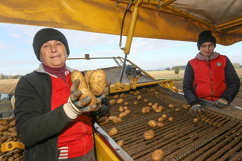 Ze sběru a uskladnění pozdních brambor na farmě v Zálezlicích.