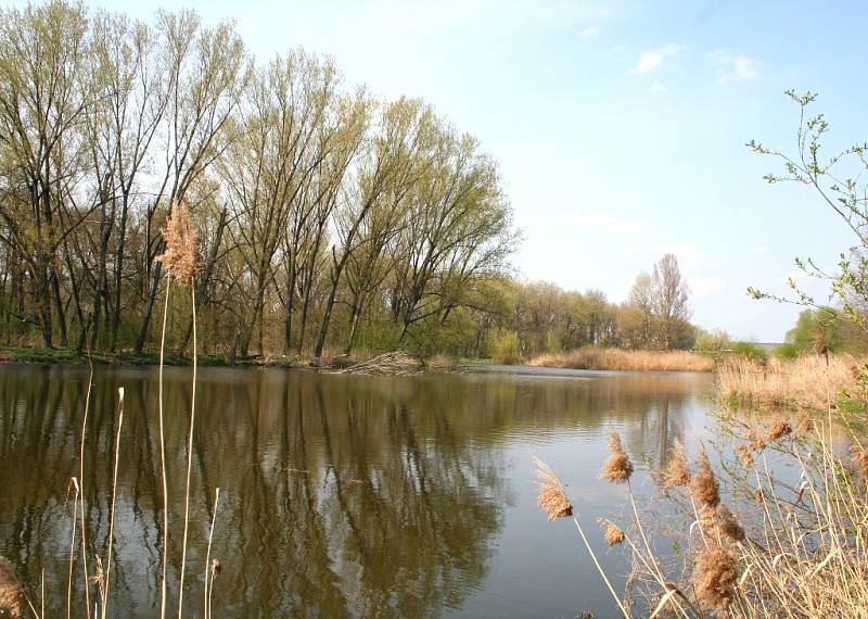 Mělničtí rybáři vysazovali do mlazických tůní ryby.