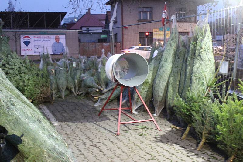 Prodejna Hecht jako první zahájíla prodej vánočních stromků - už minulý týden.