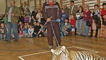 Boba, mládě tygra ussurijského, přivedl do skoro plné školní tělocvičny Jaroslav Kána z Veletic na Žatecku.