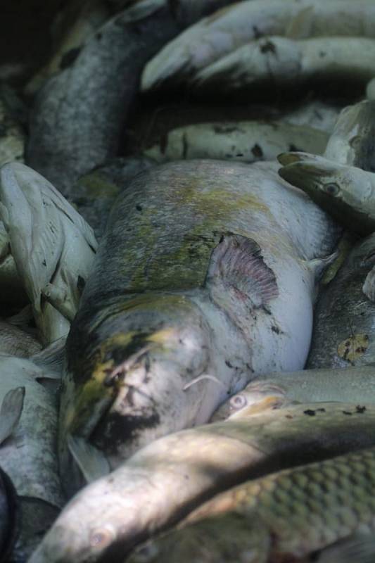V Libišské tůni uhynulo na 8 metráků ryb.