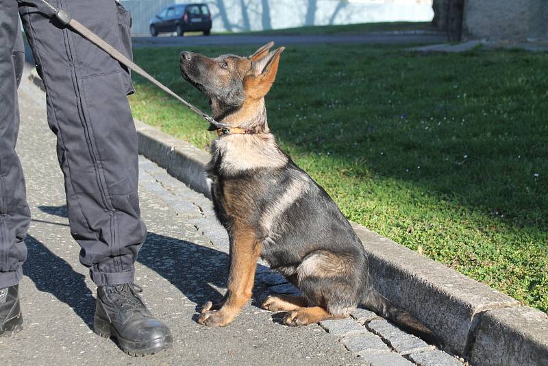 Štěňata si zatím hlavně hrají. Už teď ale prokazují předpoklady, že se mohou stát platnými členy policejního sboru.