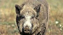 DO VESNICE!  Divoká prasata opouštějí lesy a pole a míří k vesnicím. Na zahradách přitom dokáží nadělat pěknou paseku.