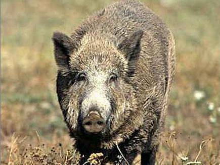 DO VESNICE!  Divoká prasata opouštějí lesy a pole a míří k vesnicím. Na zahradách přitom dokáží nadělat pěknou paseku.