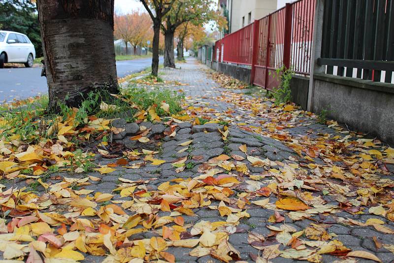 Vedení mělnické radnice nemůže slíbit, že dokáže zachránit všechny sakury ve Fričově ulici.