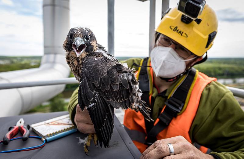 EXTERNÍ FOTOGRAFIE >>> Zdroj: archiv ORLEN Unipetrol RPA Střední Čechy (31. 5. 2021) – Radostné je letos počítání mláďat sokola stěhovavého v areálech chemických závodů na Mělnicku, kde si tito ohrožení dravci oblíbili hnízdění na vysokých komínech zajišť