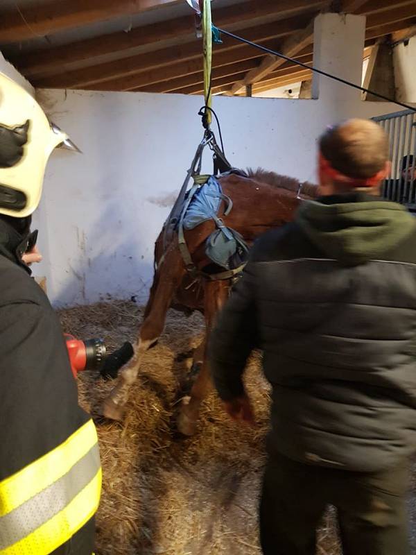 Hasiči zasahovali u zraněného koně, který upadl v boxu a nedokázal se sám zvednout.