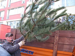 Mělnické Technické služby svážejí vyhozené vánoční stromky