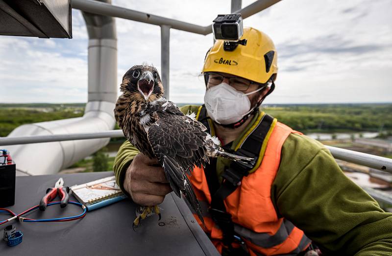 EXTERNÍ FOTOGRAFIE >>> Zdroj: archiv ORLEN Unipetrol RPA Střední Čechy (31. 5. 2021) – Radostné je letos počítání mláďat sokola stěhovavého v areálech chemických závodů na Mělnicku, kde si tito ohrožení dravci oblíbili hnízdění na vysokých komínech zajišť