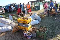 Samosběr brambor na farmě Hanč ve Vraňanech začal ve čtvrtek 7. září
