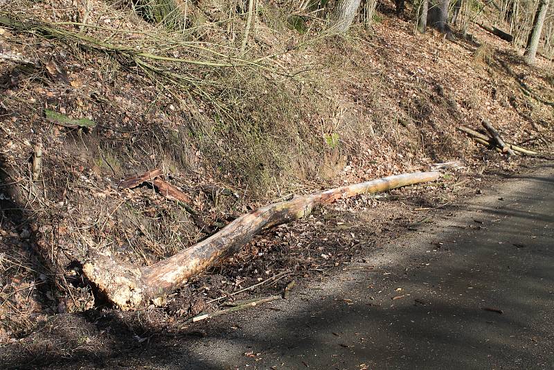Orkán Sabine zanechal své stopy také na Kokořínsku. Polámané stromy u silnice jsou toho důkazem. Naštěstí zde prozatím nedošlo k žádné dopravní nehodě.