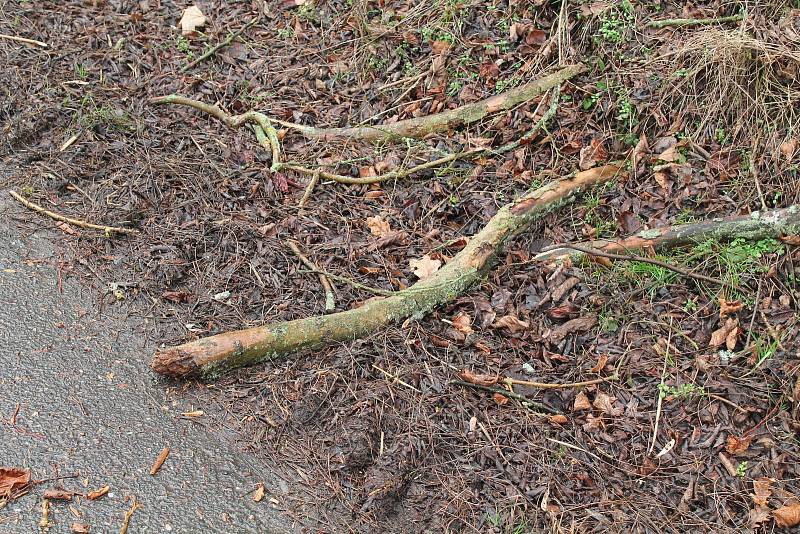 Pondělní vichřice za sebou zanechala popadané stromy také na silnici nedaleko Mšena směrem na Vrátno.