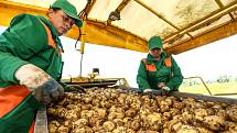 Zahájení sklizně velmi raných brambor představila v pondělí na farmě v Zálezlicích na Mělnicku pěstitelská společnost Hanka Mochov.