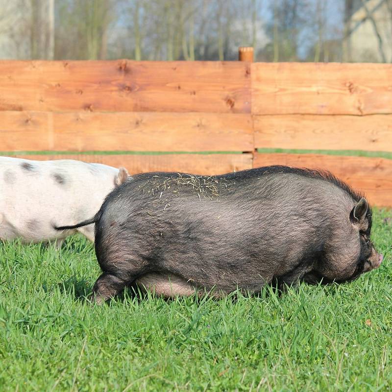 Zoopark Zelčín do venkovních výběhů přivítal nanduy a miniprasátka