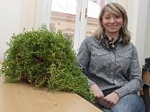 Jednou ze zázračných rostlin, které Markéta Albertová objevila u spolužáka ve skleníku, je bakopa drobnolistá.