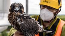 EXTERNÍ FOTOGRAFIE >>> Zdroj: archiv ORLEN Unipetrol RPA Střední Čechy (31. 5. 2021) – Radostné je letos počítání mláďat sokola stěhovavého v areálech chemických závodů na Mělnicku, kde si tito ohrožení dravci oblíbili hnízdění na vysokých komínech zajišť