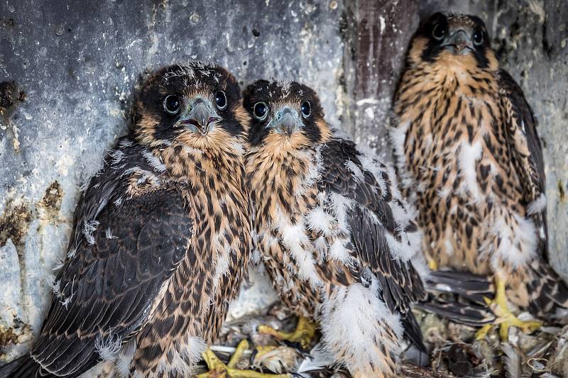 EXTERNÍ FOTOGRAFIE >>> Zdroj: archiv ORLEN Unipetrol RPA Střední Čechy (31. 5. 2021) – Radostné je letos počítání mláďat sokola stěhovavého v areálech chemických závodů na Mělnicku, kde si tito ohrožení dravci oblíbili hnízdění na vysokých komínech zajišť