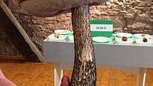 Regionální muzeum Mělník se nezaleklo suchého počasí a uspořádalo tradiční výstavu hub