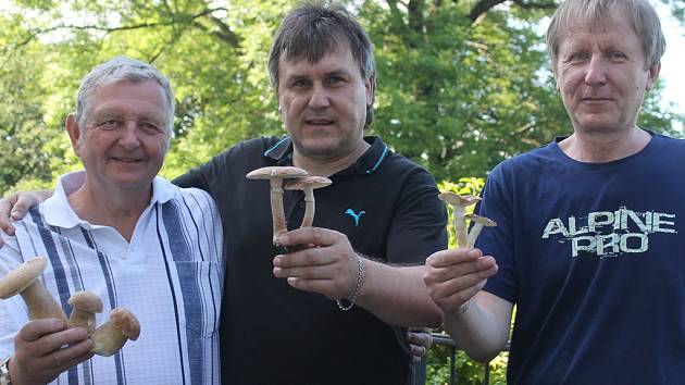 Mykologové  (zleva) Pavel Hruška, Jaroslav Malý a Dan Kvasnička s houbami z českých lesů, nalezenými na sklonku letošního jara.