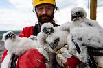Čtyři mláďata sokola stěhovavého, která se před měsícem vylíhla na komíně teplárny v rafinérii v Kralupech nad Vltavou, dostala v pátek 12. května od ornitologů kroužek.